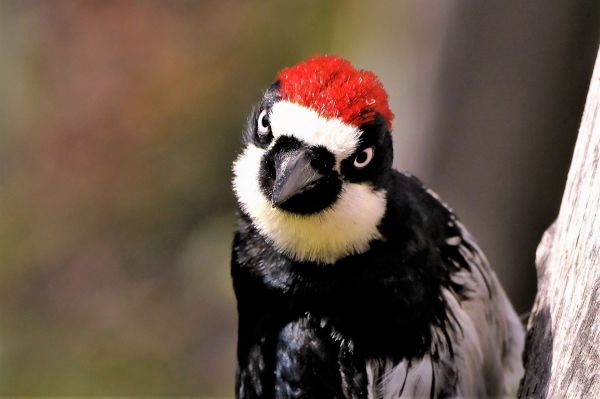 Woodpecker Hole Repair